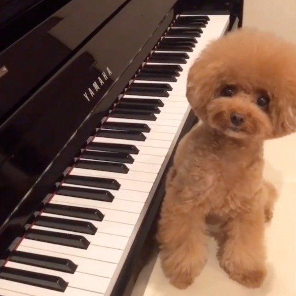 ピアノを弾くトイ・プードル
