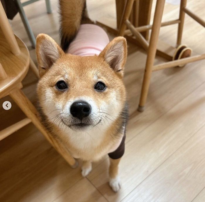 見つめるこまちゃん