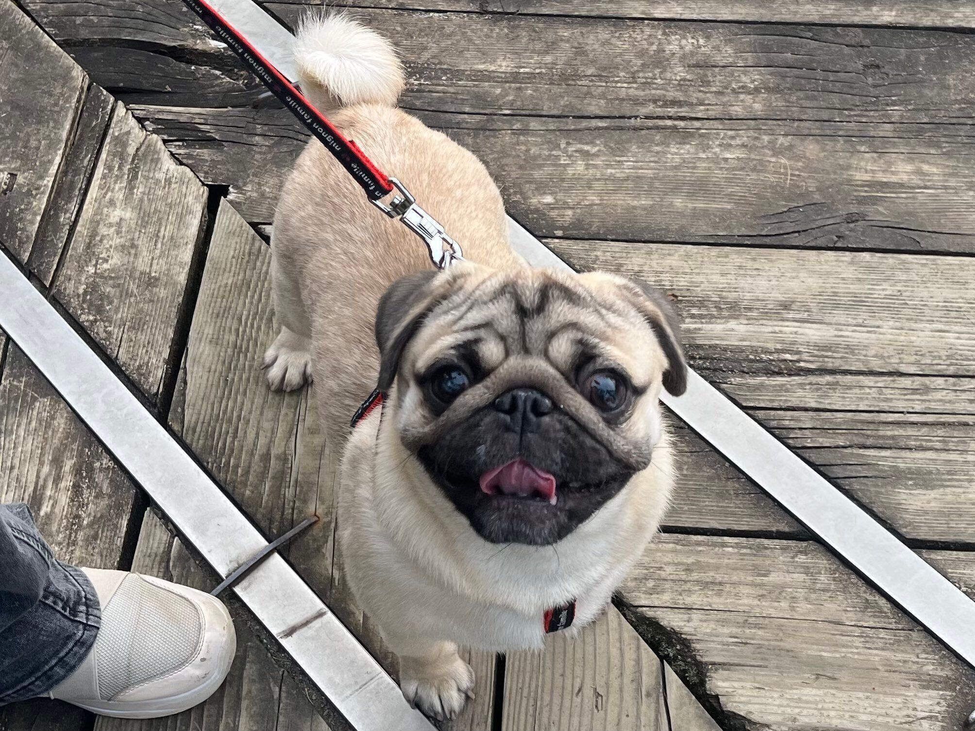 上を見上げているパグ