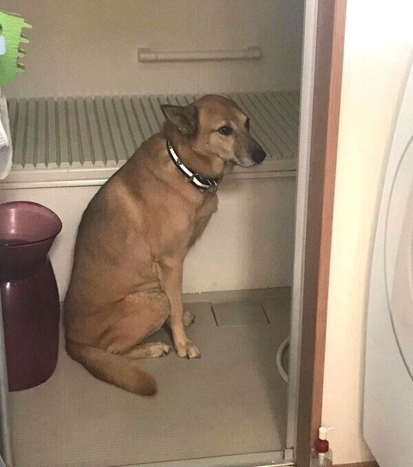 シャンプーすることを察し、お風呂場でスタンバイするこたろうくん