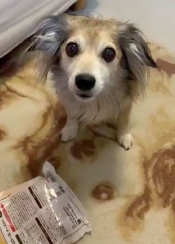 おやつを落とすモコナモドキくん