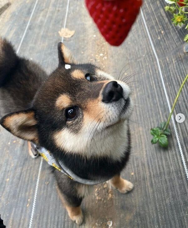 いちごを見つめるこたのすけくん