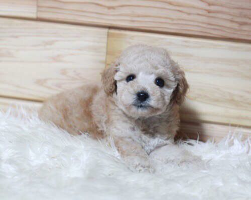 白い毛布の上にいるトイ・プードル