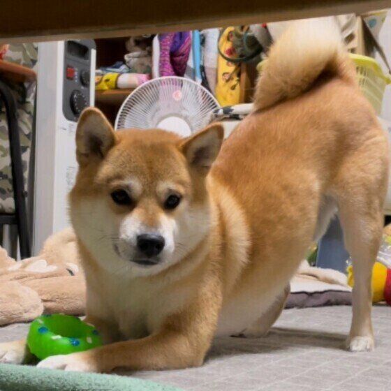 遊びに誘うぽんたくん（柴）