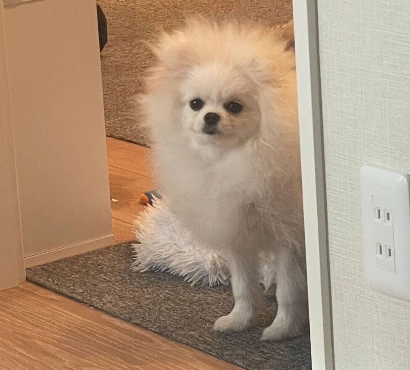 生後8カ月のちょむちゃん