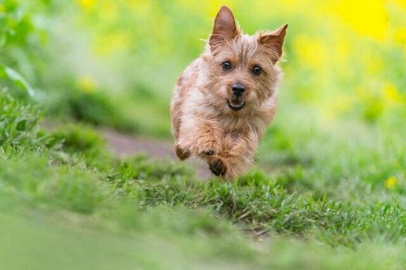 走る犬の「笑顔」をとらえた写真