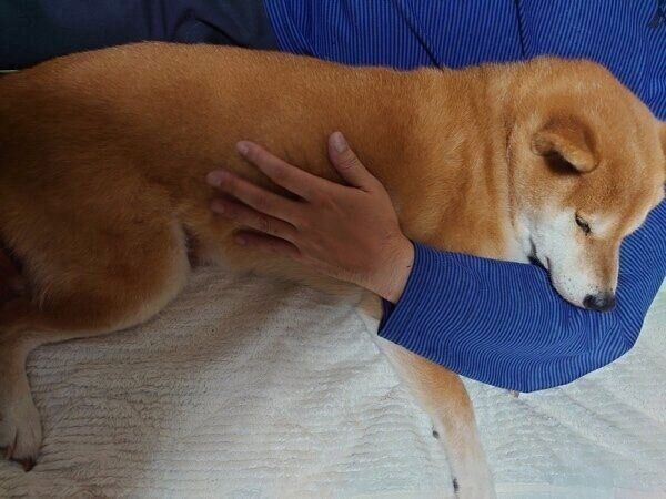 パパさんの腕枕で眠るテツくん