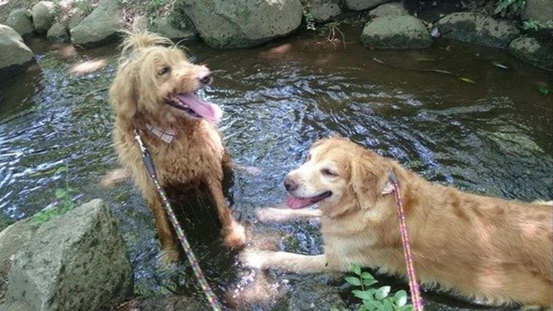 大型犬の種類まとめ 画像やsnsで人気のかわいい大型犬もご紹介 いぬのきもちweb Magazine 大型犬の種類まとめ 画像やsnsで人気のかわいい大型犬もご紹介 いぬのきもちweb Magazine