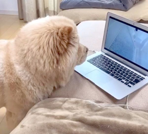 猫を探すくり蔵くん