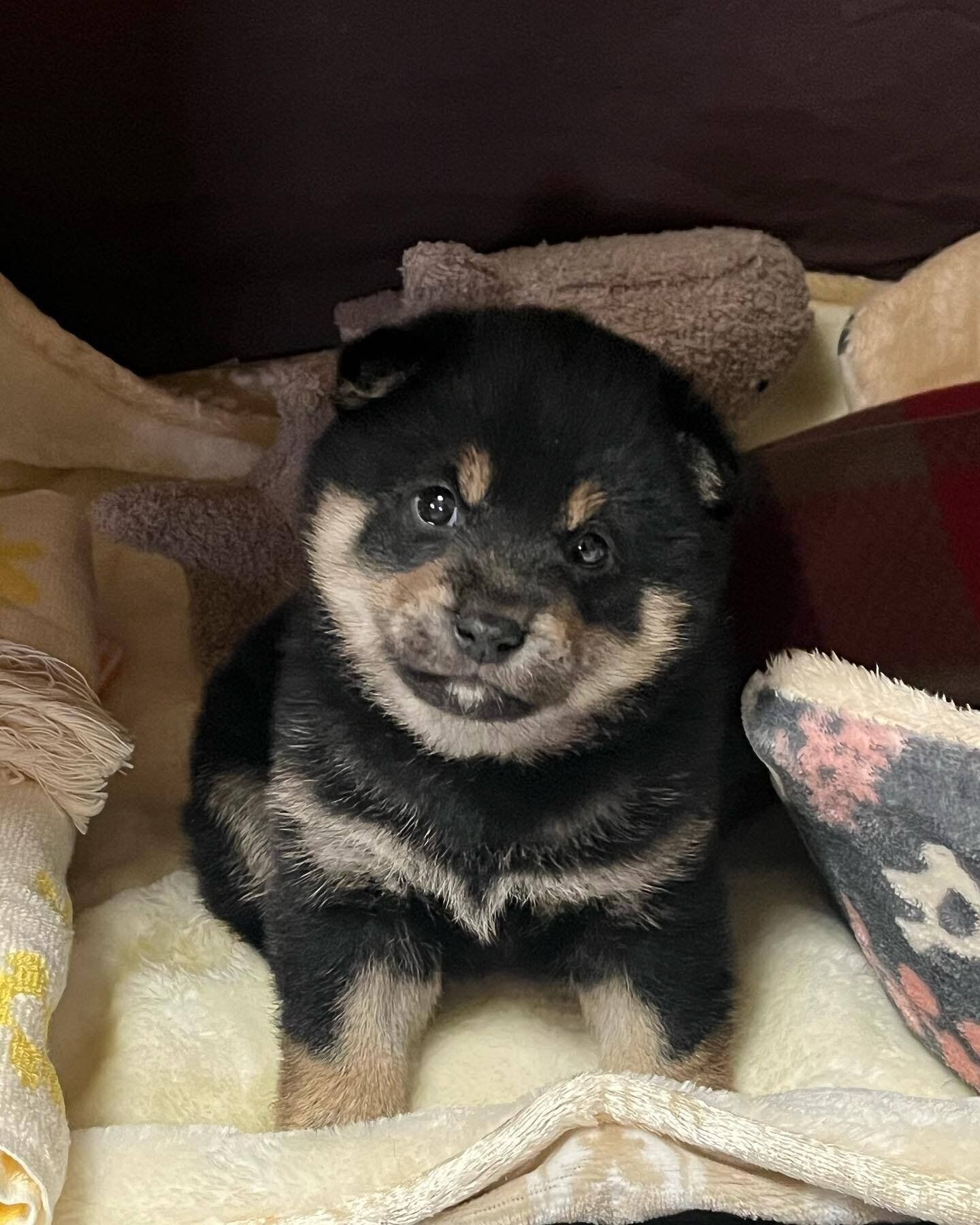 柴のうめちゃん