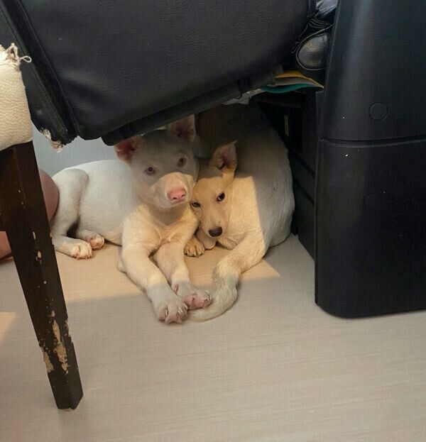 保護ボランティアさんのもとにいた頃のみらいくん