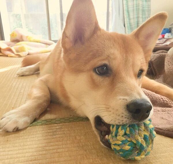 おもちゃで遊ぶ福くん