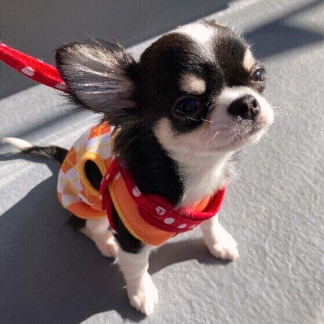 獣医師監修 犬があくびする理由は 気を付けたいあくびの見分け方 いぬのきもちweb Magazine 獣医師監修 犬があくびする理由は 気を付けたいあくびの見分け方 いぬのきもちweb Magazine