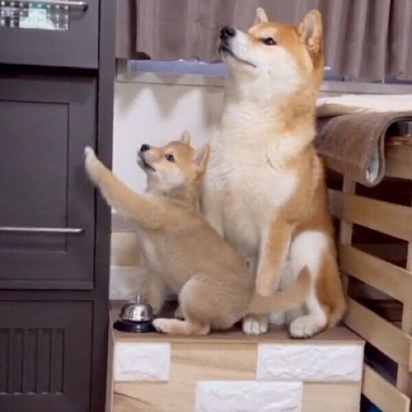 おやつをねだるわらびちゃん