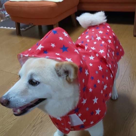 レインコートを着る柴犬