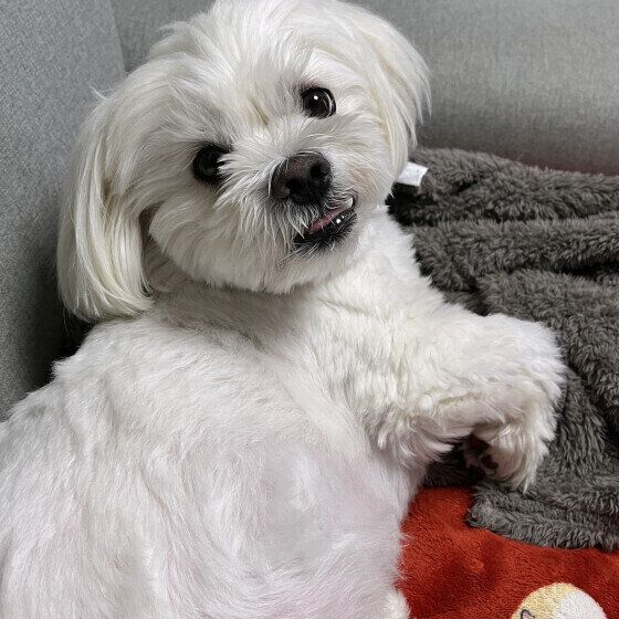 Mix（小型犬）の凪くん♪