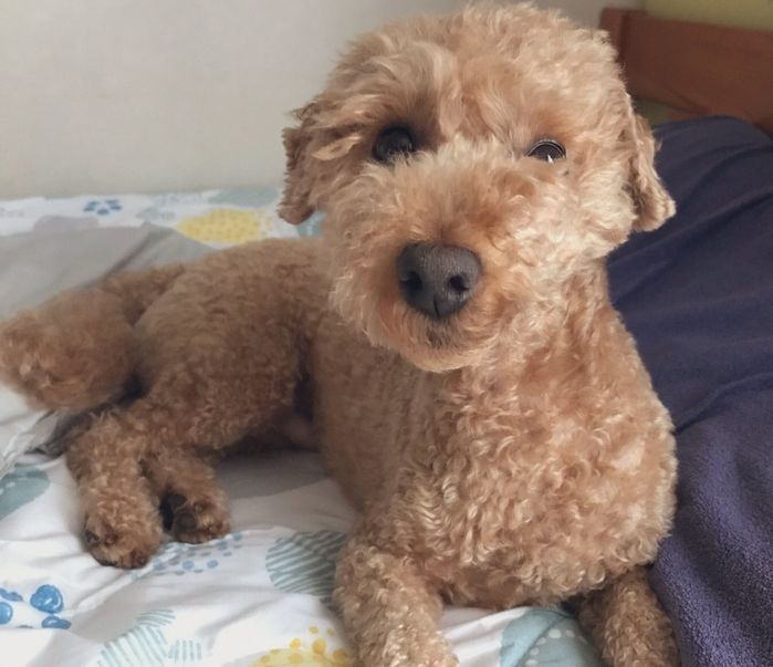 寝癖姿の犬 推定5才