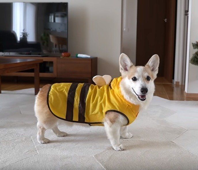 かわいい服を着る犬