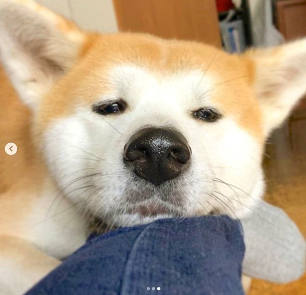 アゴ乗せするジロウちゃん