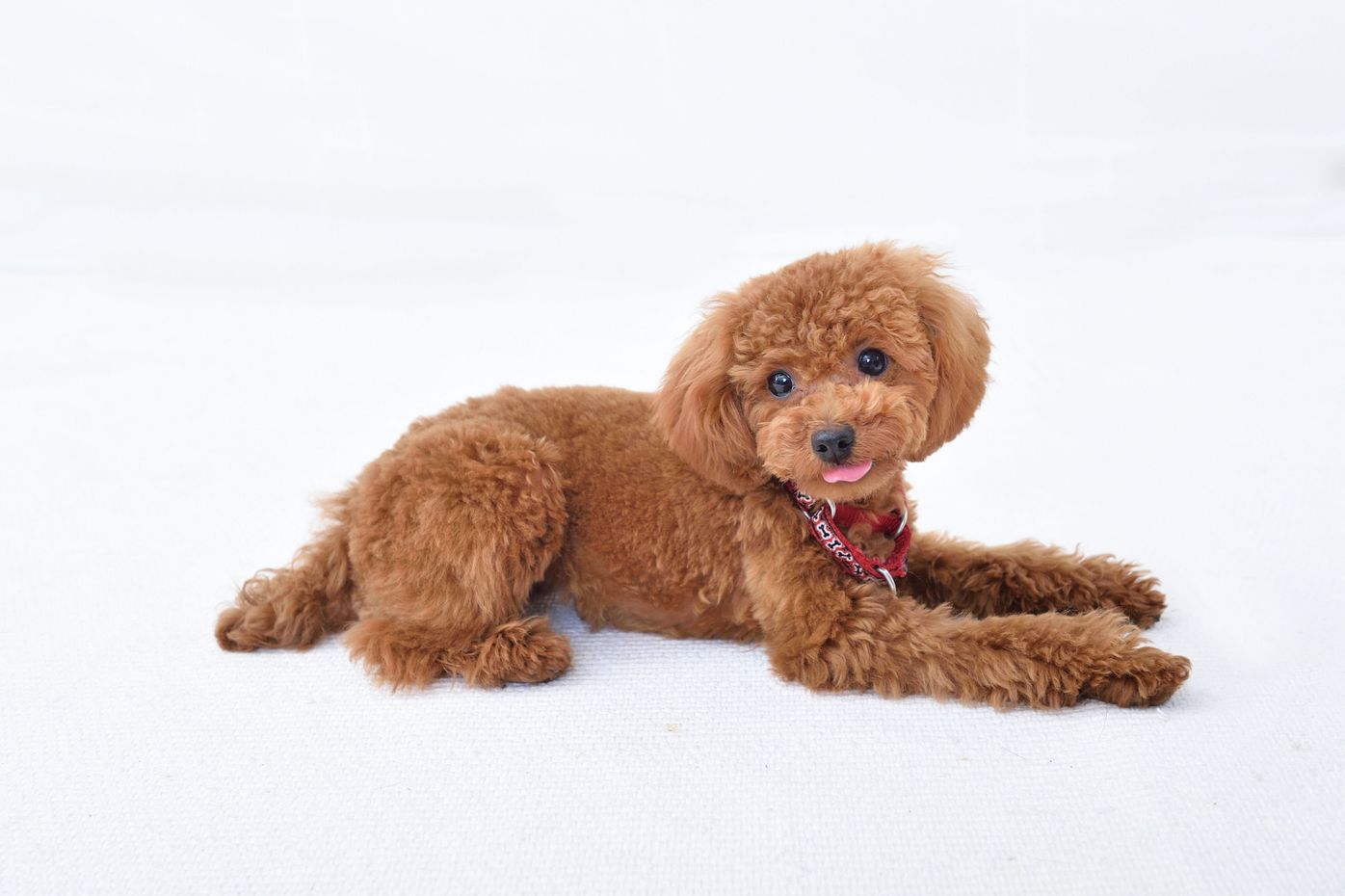楽しすぎてついカプカプ 犬の 興奮噛み ケース別の正しい対処法3選 いぬのきもちweb Magazine 楽しすぎてついカプカプ 犬の 興奮噛み ケース別の正しい対処法3選 いぬのきもちweb Magazine