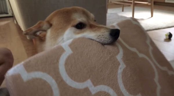 ベッドをもってくる柴犬