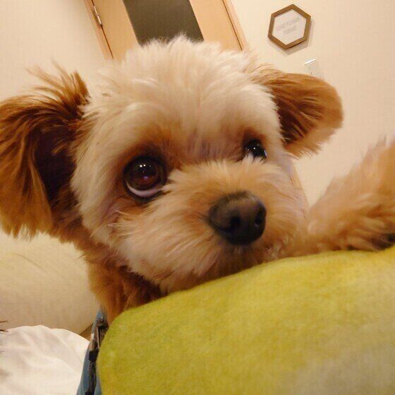 上目遣いをする犬