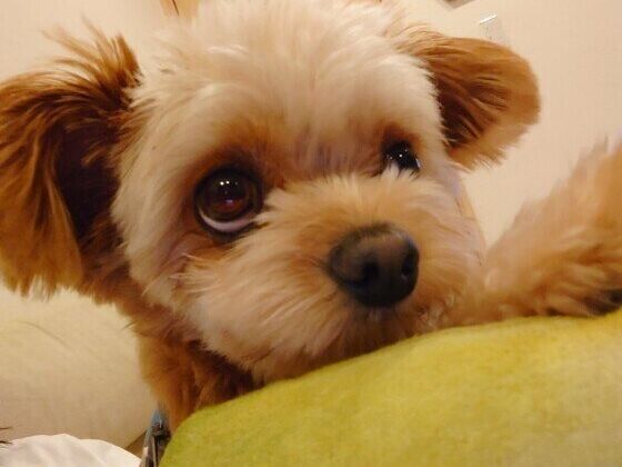 上目遣いをする犬