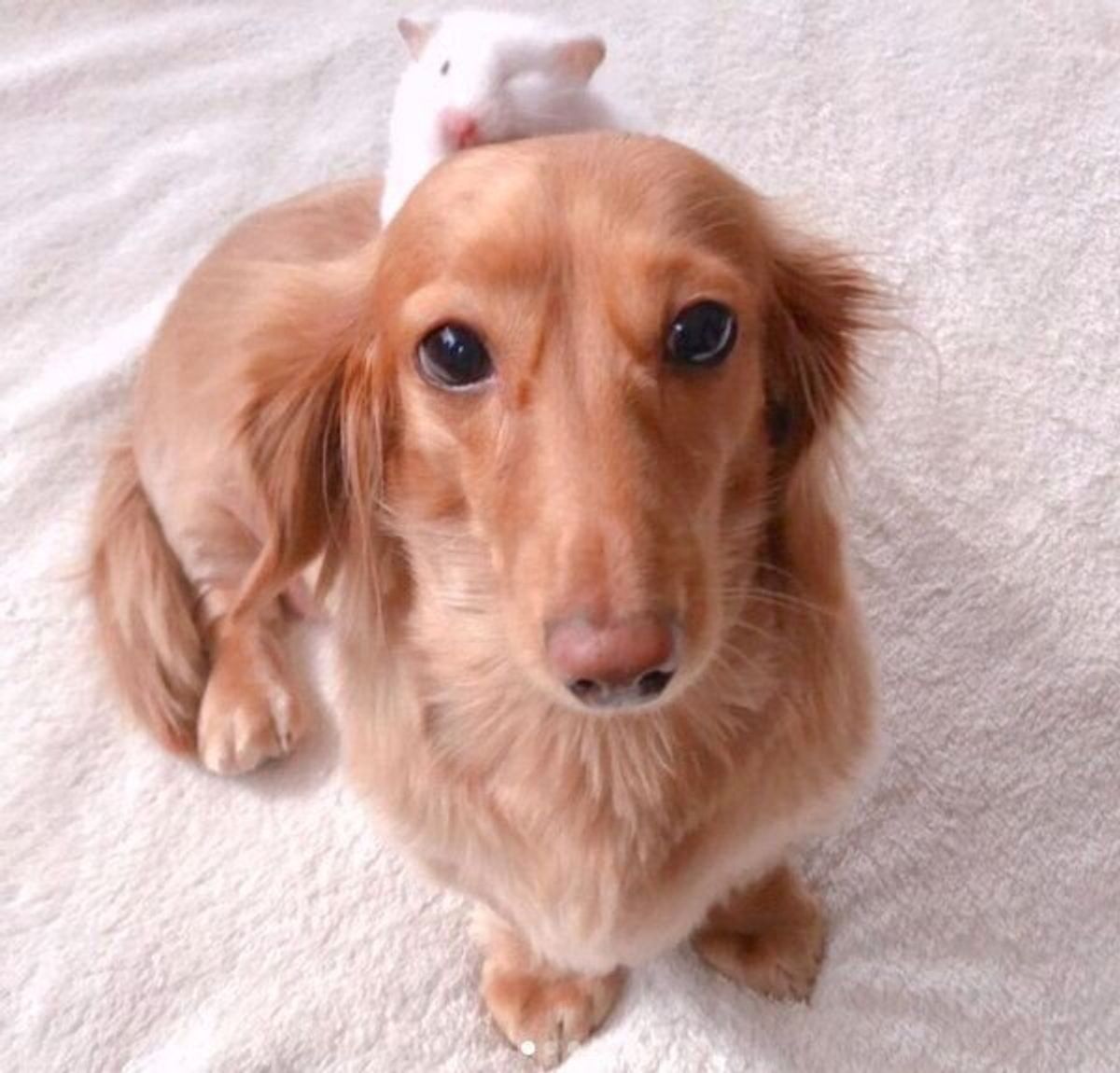 童話の世界みたい ハムスターを見守る犬の優しい眼差しにほっこりする いぬのきもちweb Magazine 童話の世界みたい ハムスターを見守る犬の優しい眼差しにほっこりする いぬのきもちweb Magazine
