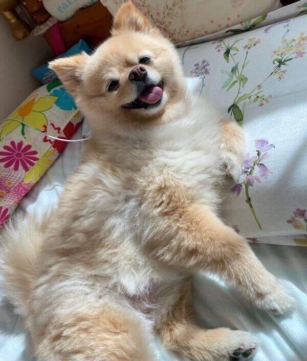 くつろぐふーちゃん