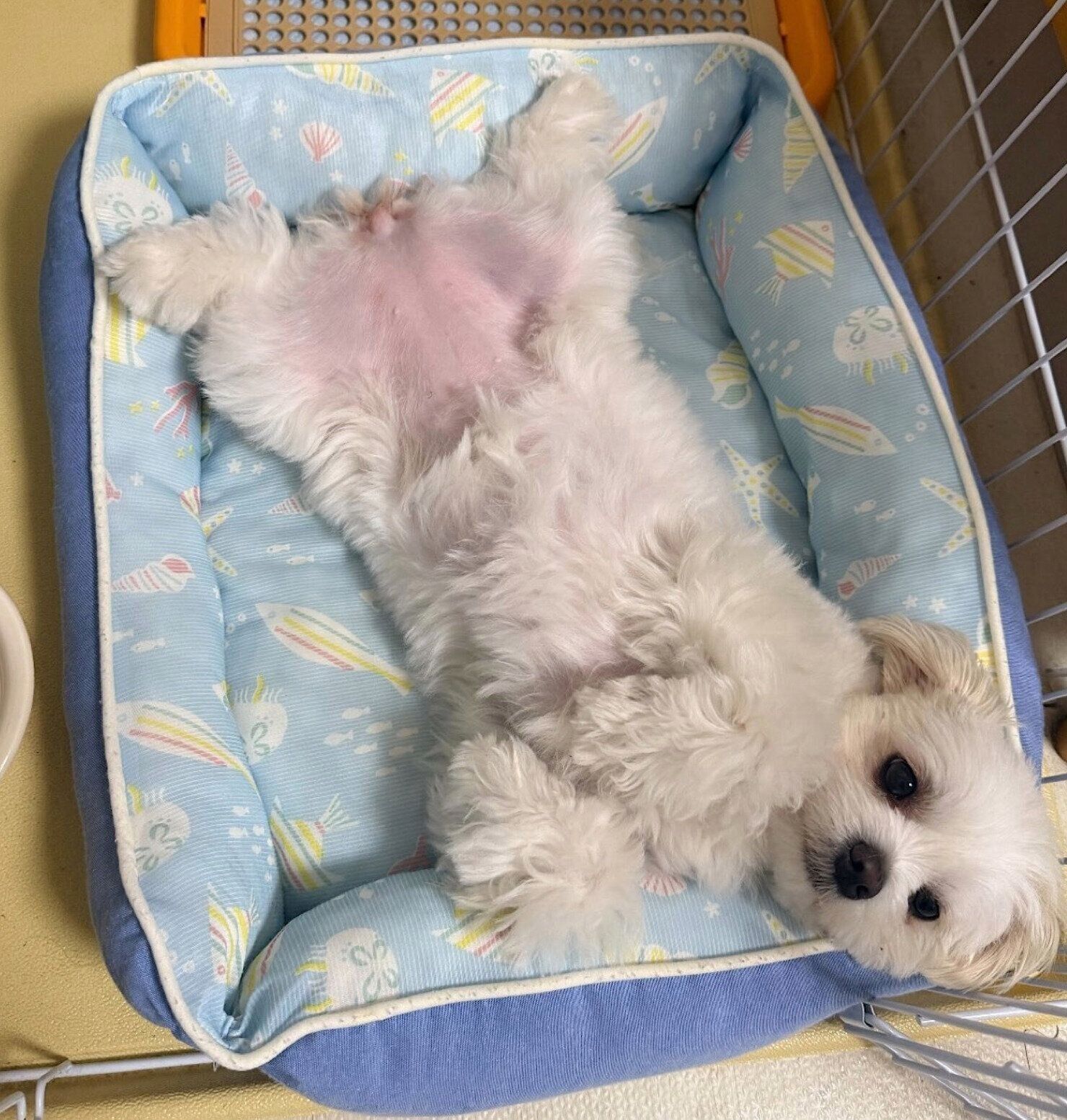 2才になったおもちちゃん