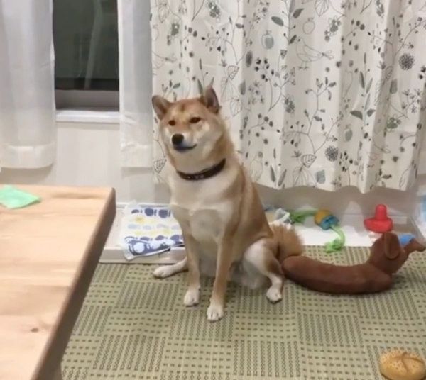 遠吠えする柴犬