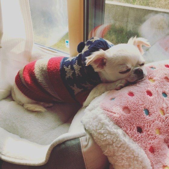 気持ち良さそうに眠るチワワ