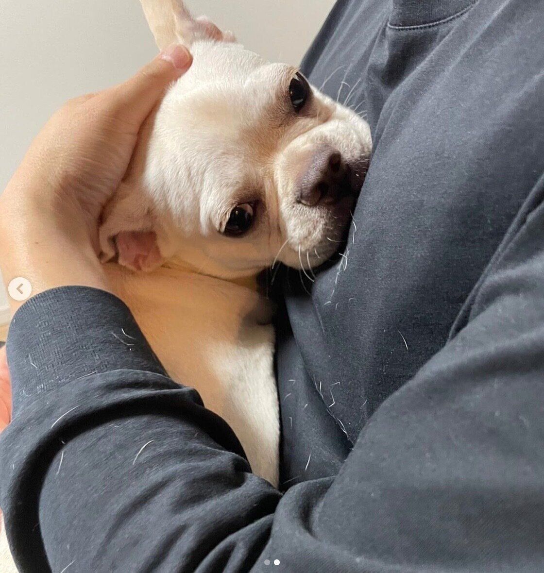 パパさんに甘えるグミちゃん