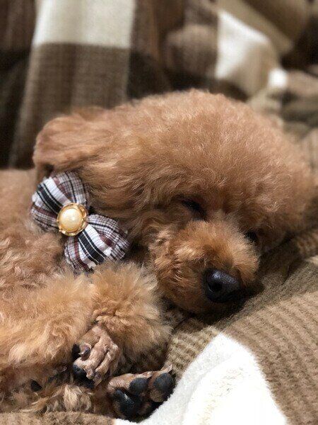 モコちゃん（トイ・プードル）