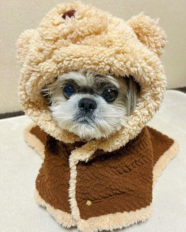 シーズー犬マンガてんぽshihtzu