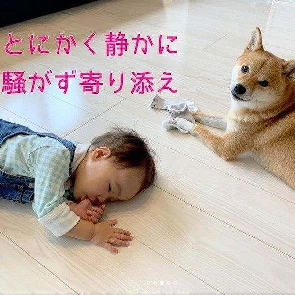 柴犬の寝かしつけ術