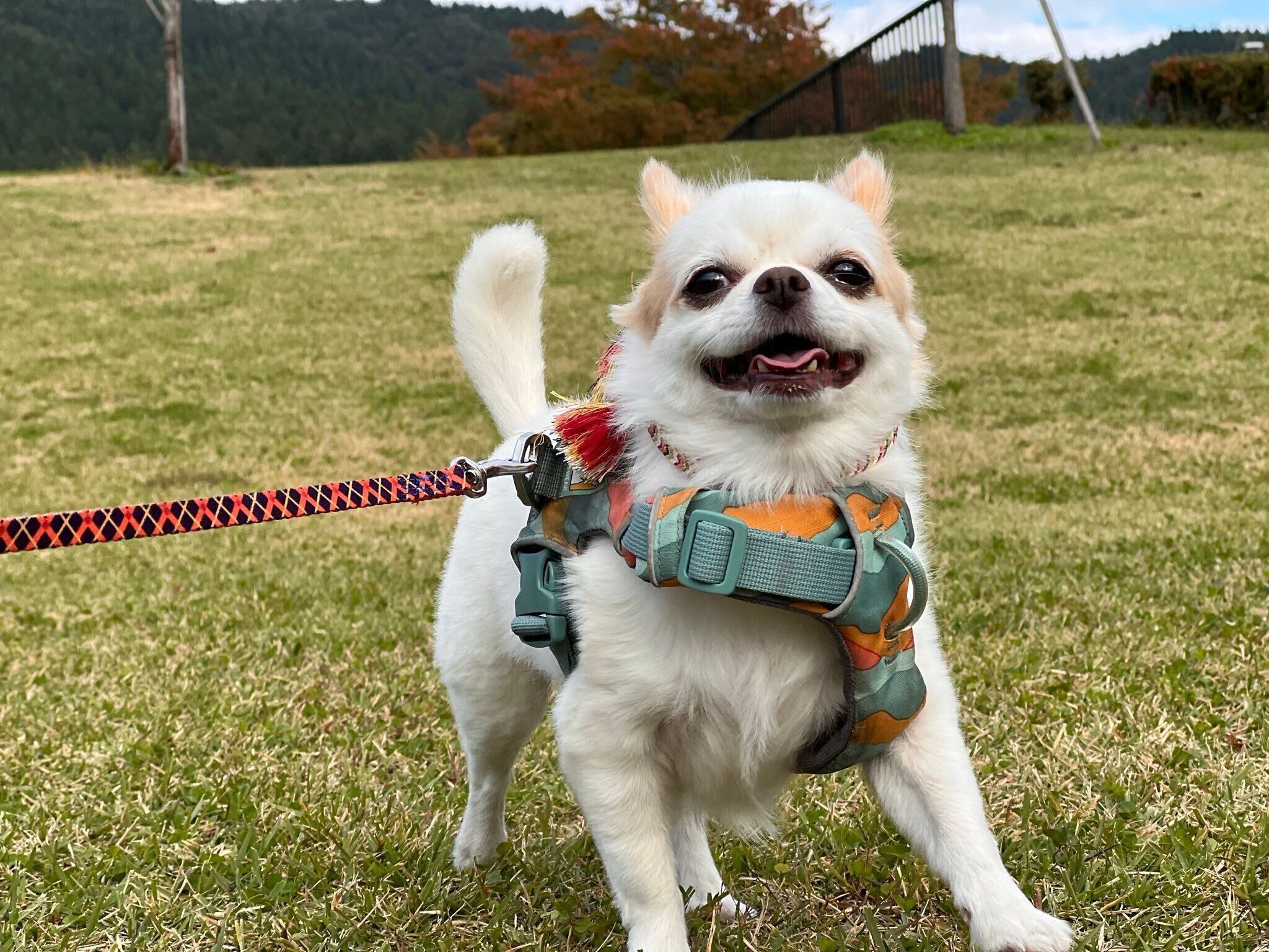 楽しそうないずも丸くん