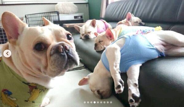 ソファでまったりするボブくん・イブちゃんfamily