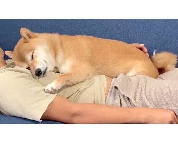 眠るはなちゃん