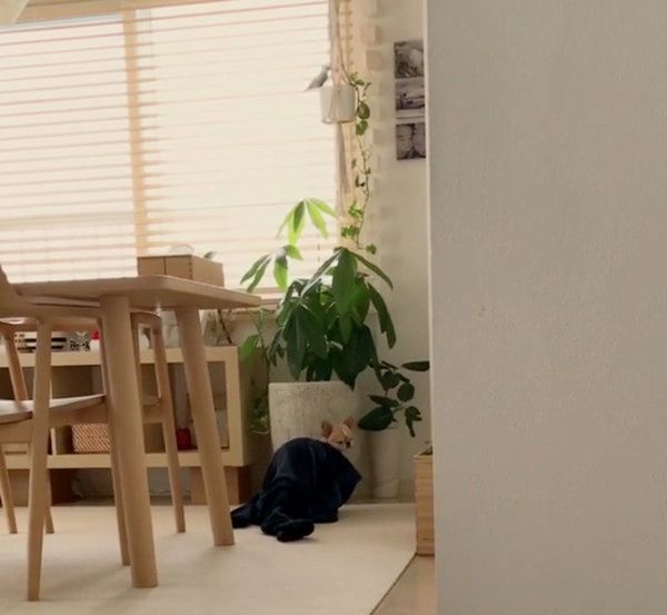 パジャマにもぐる犬