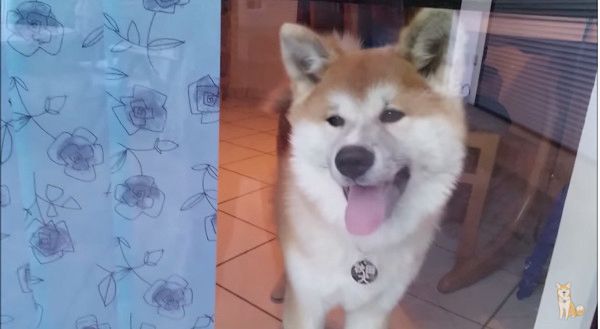 飼い主を待つ秋田犬