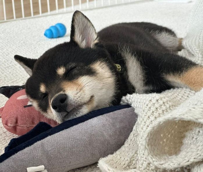 好きなものに囲まれて眠るガクくん