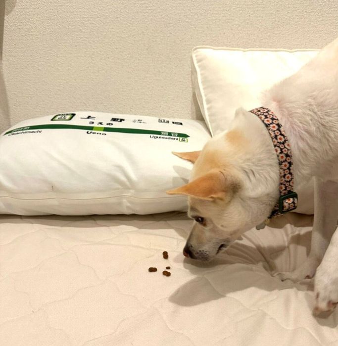枕元にゴハンを持ってきて食べるすずちゃん