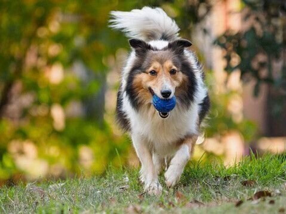 シェットランド シープドッグの特徴 性格 最新価格と飼い方 いぬのきもち 犬図鑑 いぬのきもちweb Magazine シェットランド シープドッグの特徴 性格 最新価格と飼い方 いぬのきもち 犬図鑑 いぬのきもちweb Magazine