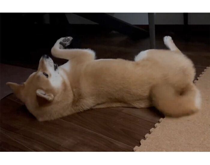 しっぽを振るたびくん