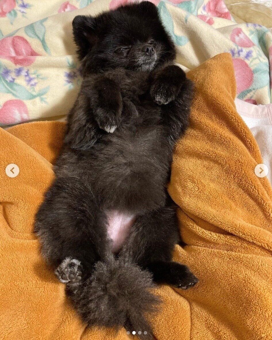 まったりするうにちゃん