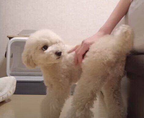 なでてほしいトイ・プードル