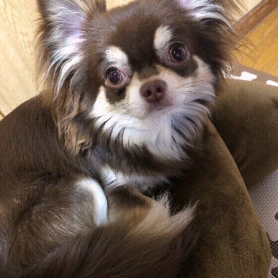 見つめるチワワ