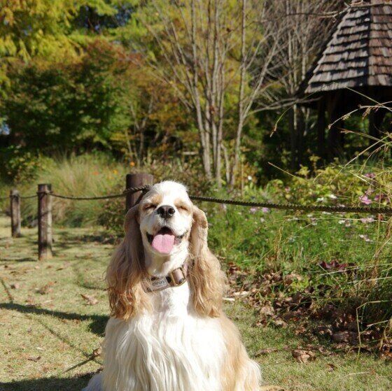 笑顔なアメリカン・コッカー・スパニエル