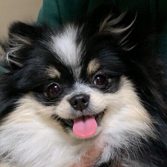 ポメラニアンのここちゃん